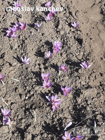 изсушен шафран , снимка 3 - Сортови семена и луковици - 52876754