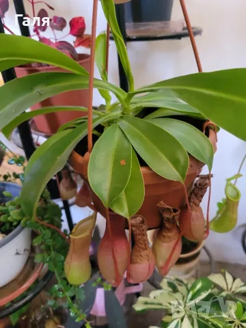 Насекомоядно Растение - Nepenthes , снимка 3 - Стайни растения - 47837725