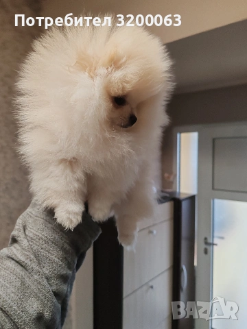 Померан мини женско , снимка 4 - Померан - 53378760