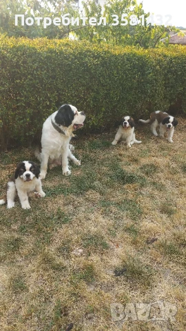 свободни мъжко и женско санбернарче, снимка 1