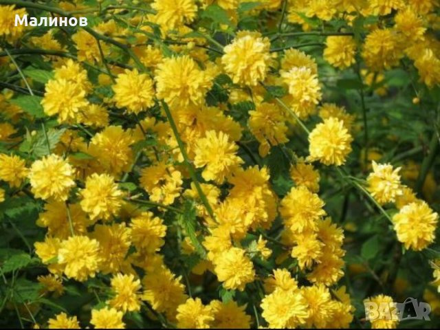 Кичеста японска керия, снимка 2 - Градински цветя и растения - 32809494
