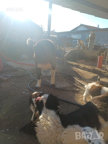 бок каракачанка , снимка 7 - Каракачанска овчарка - 52791726