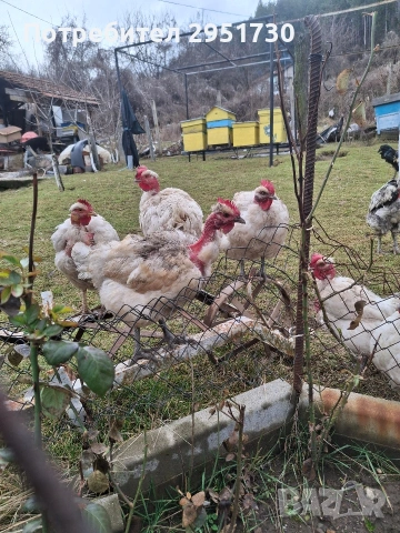 яйца от голошийки , снимка 2 - други­ - 53500411