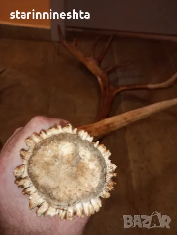 СССР Ретро Винтидж големи стари рога рог елен лос трофей , снимка 3 - Антикварни и старинни предмети - 48664548