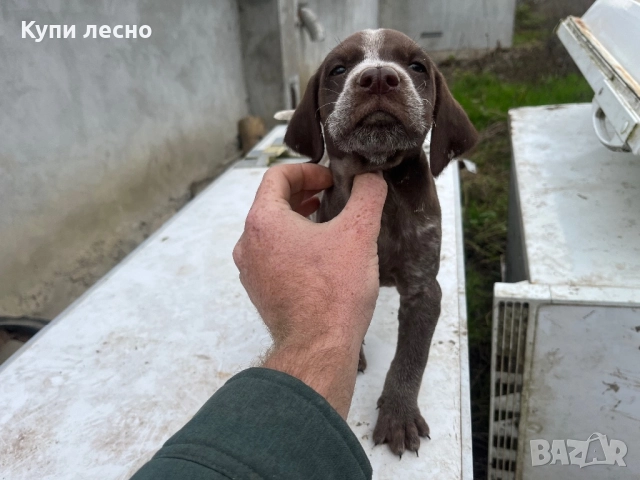 Кученца за трюфели 