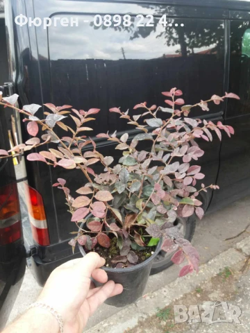 Лоропеталум/ Loropetalum - червен, снимка 6 - Разсади - 50963920