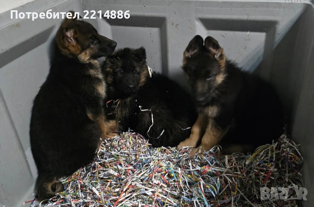 Немски овчарки , снимка 8 - Немска овчарка - 40188254