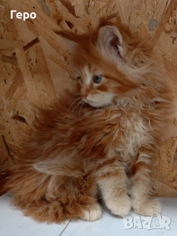 Мейн Куун , снимка 2 - Мейн кун - 52582888