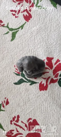 Статуетка - Пресветото Сърце Христово, снимка 5 - Антикварни и старинни предмети - 49513969