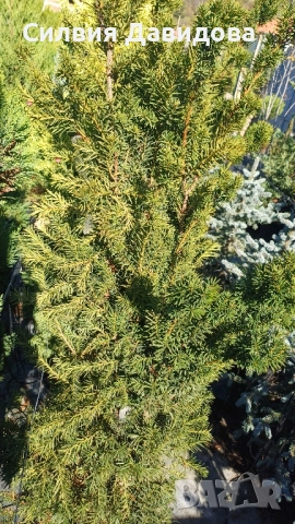 Тис, снимка 11 - Градински цветя и растения - 52501681