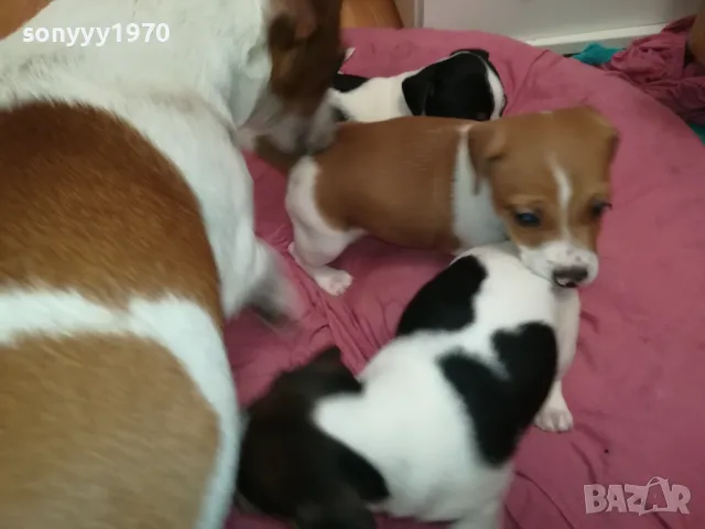 ДЖАК РЪСЕЛ-БЕБЕТА ДЖАКОВЕ-ВИДИН 0302251844, снимка 15 - Джак ръсел териер - 48948026