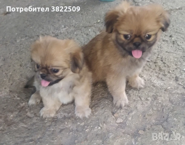 пекинез, снимка 1