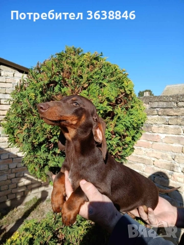 Мини дакел, снимка 2 - Дакели - 52434805