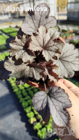 Хойхера „Сребърна боровинка“, Heuchera Silverberry, студоустойчива, за сянка, снимка 5 - Градински цветя и растения - 52516287