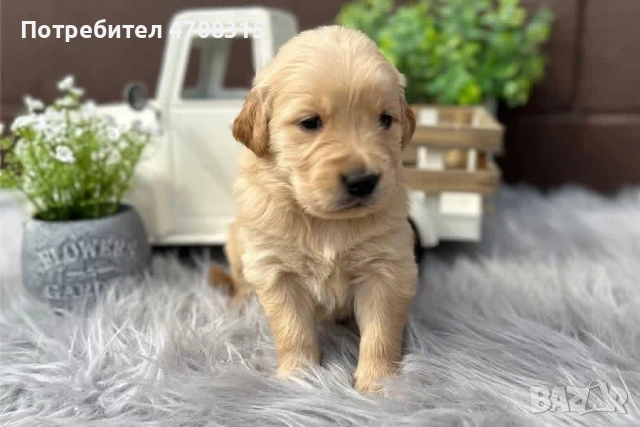 Голдън ретривър игриво момче родословен баща, снимка 4 - Голдън ретривър - 53579605