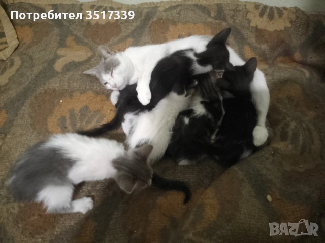 Подарявам коте, снимка 4 - Други - 52048338