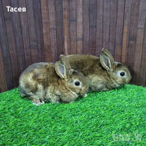 Декоративни зайчета, снимка 1