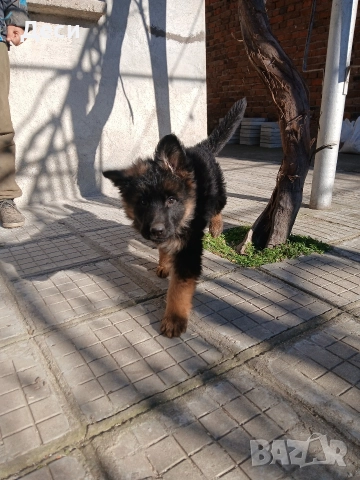 немско овчарско куче, снимка 4 - Немска овчарка - 52870357