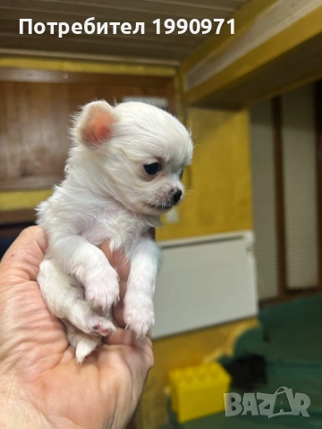 Мъжко мини чихуахуа, снимка 4 - Чихуахуа - 52889492