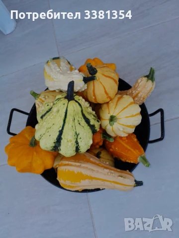 Декоративни тикви, снимка 1