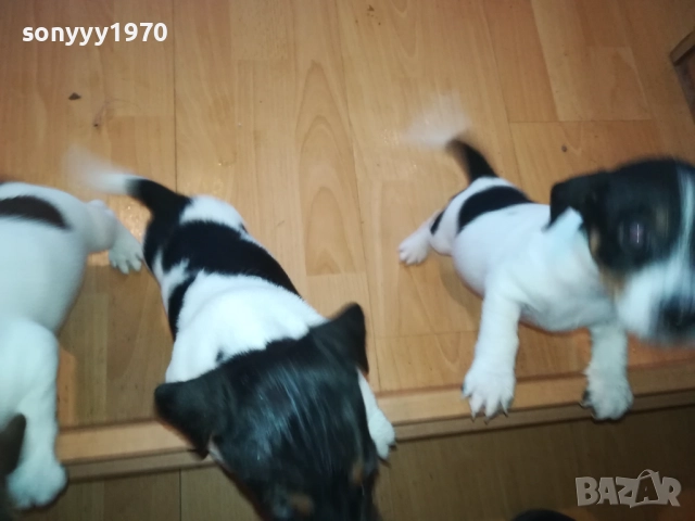 КУЧЕНЦА ДЖАК РЪСЕЛ 250ЛВ ЗА БРОЙ 1510251740, снимка 3 - Джак ръсел териер - 52065544