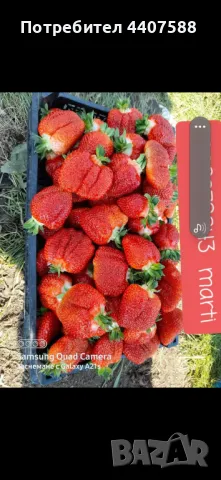 Разсад ягоди и малини 