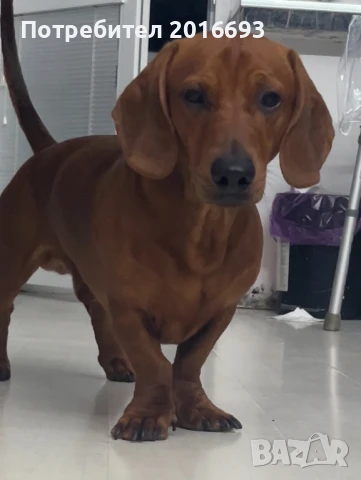 Мъжки дакел Майк си търси женски дакел за разплод., снимка 10 - Дакели - 48446225