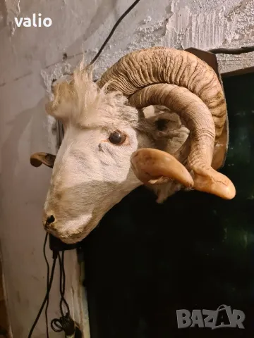 Трофей препарирана овнешка глава , снимка 1