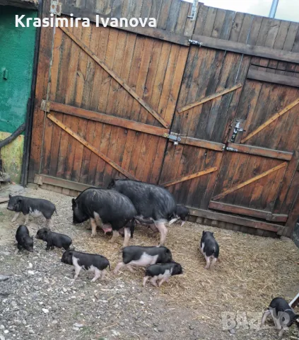 Продавам , снимка 2 - Прасета - 50319107