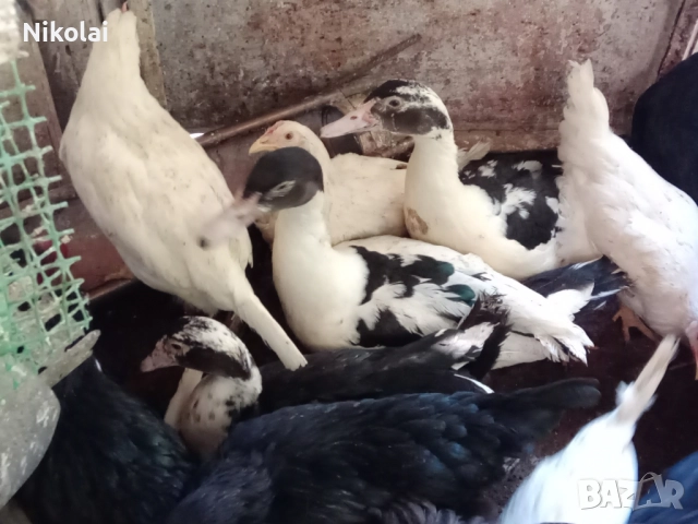 Неми патици(мускусни)на 6,5месеца 