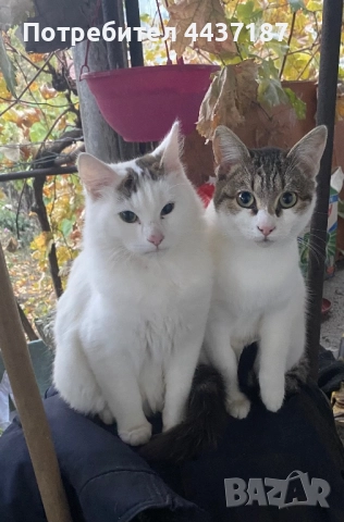 Котета, снимка 3 - Други - 52475454