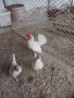 Продавам пилета от декоративни кокошки , снимка 4