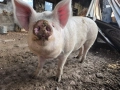 Домашно прасе за клане, снимка 6