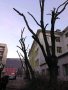 Рязане на високи и опасни дървета и почистване на дворове от треви и храсти., снимка 4