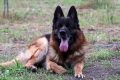 Немски овчарки  , снимка 5