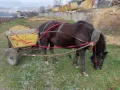 Продавам кон с каруца, снимка 4