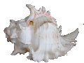 морска раковина от остров Кох Самуи