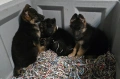 Немски овчарки , снимка 8