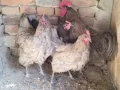 продавам домашно гледани кокошки петли пилета , снимка 4