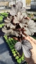 Хойхера „Сребърна боровинка“, Heuchera Silverberry, студоустойчива, за сянка, снимка 5