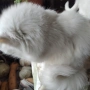 Персийска чинчила, снежно бяла, 5 мес., снимка 11