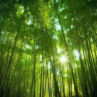Висококачествени Семена бамбук Moso Bambo градински сертифицирани декоративни растения за дома и дво, снимка 18 - Градински цветя и растения - 38062874