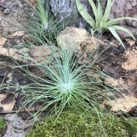 Tillandsia filifolia, снимка 4 - Стайни растения - 43941978