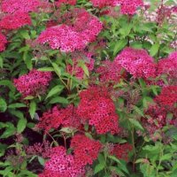 Спирея Дартс Ред, Spiraea japonica 'Darts Red', снимка 1 - Градински цветя и растения - 39674505