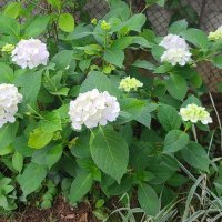 Многогодишна студоустойчива хортензия , снимка 7 - Градински цветя и растения - 37338913