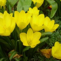 Щенрбергия жълт минзухар, снимка 1 - Градински цветя и растения - 43652284