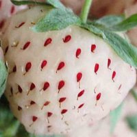 100 семена от плод бяла ягода органични плодови бели ягодови семена от вкусни ягоди отлични плодове , снимка 5 - Сортови семена и луковици - 27610003