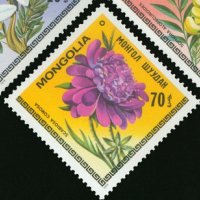  Сет 7 марки Цветята на Монголия,Монголия, 1979, ново, минт, снимка 2 - Филателия - 27982678