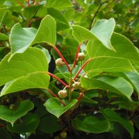 Киви Actinidia arguta Issai - МИНИ КИВИ – малко познато и много вкусно!, снимка 15 - Разсади - 38164416