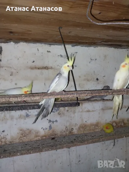 Корели, снимка 1